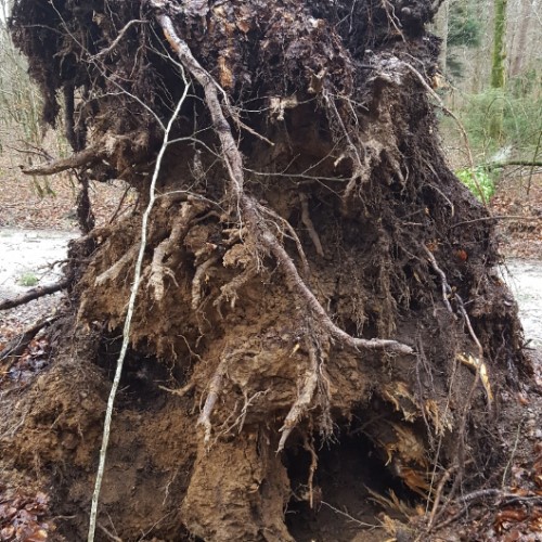 Baum, Ast, Unwetter, Ischlagstrasse