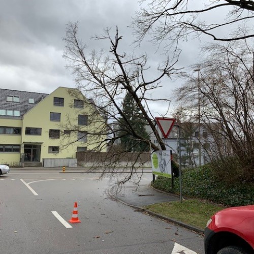 Baum, Ast, Unwetter Sabine, Dammbodenstrasse