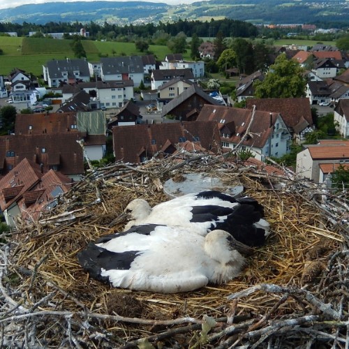 Beringen der Jungstörche mit dem "Storchenvater" 